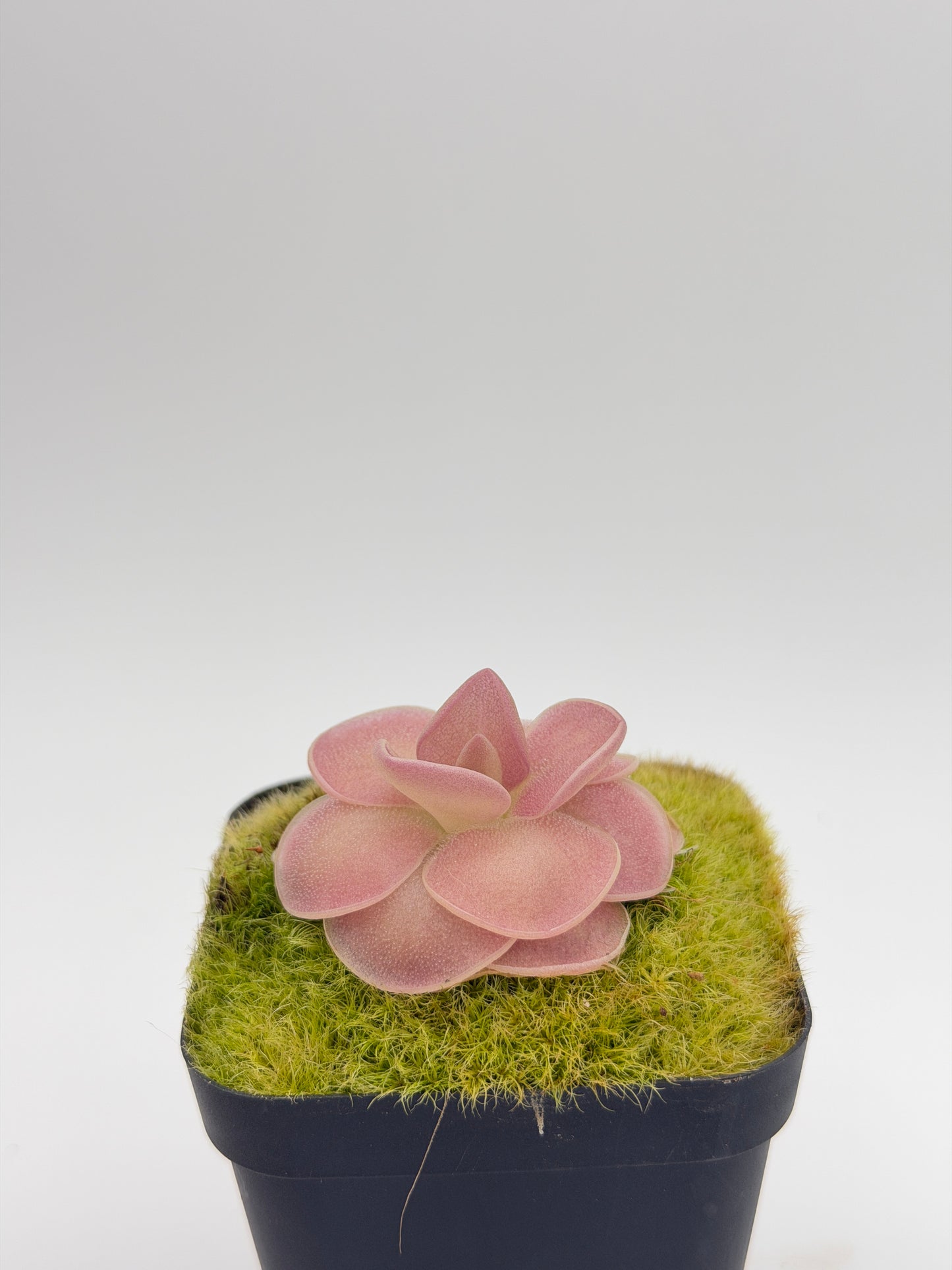 Pinguicula 'Weser' rosette, overhead view