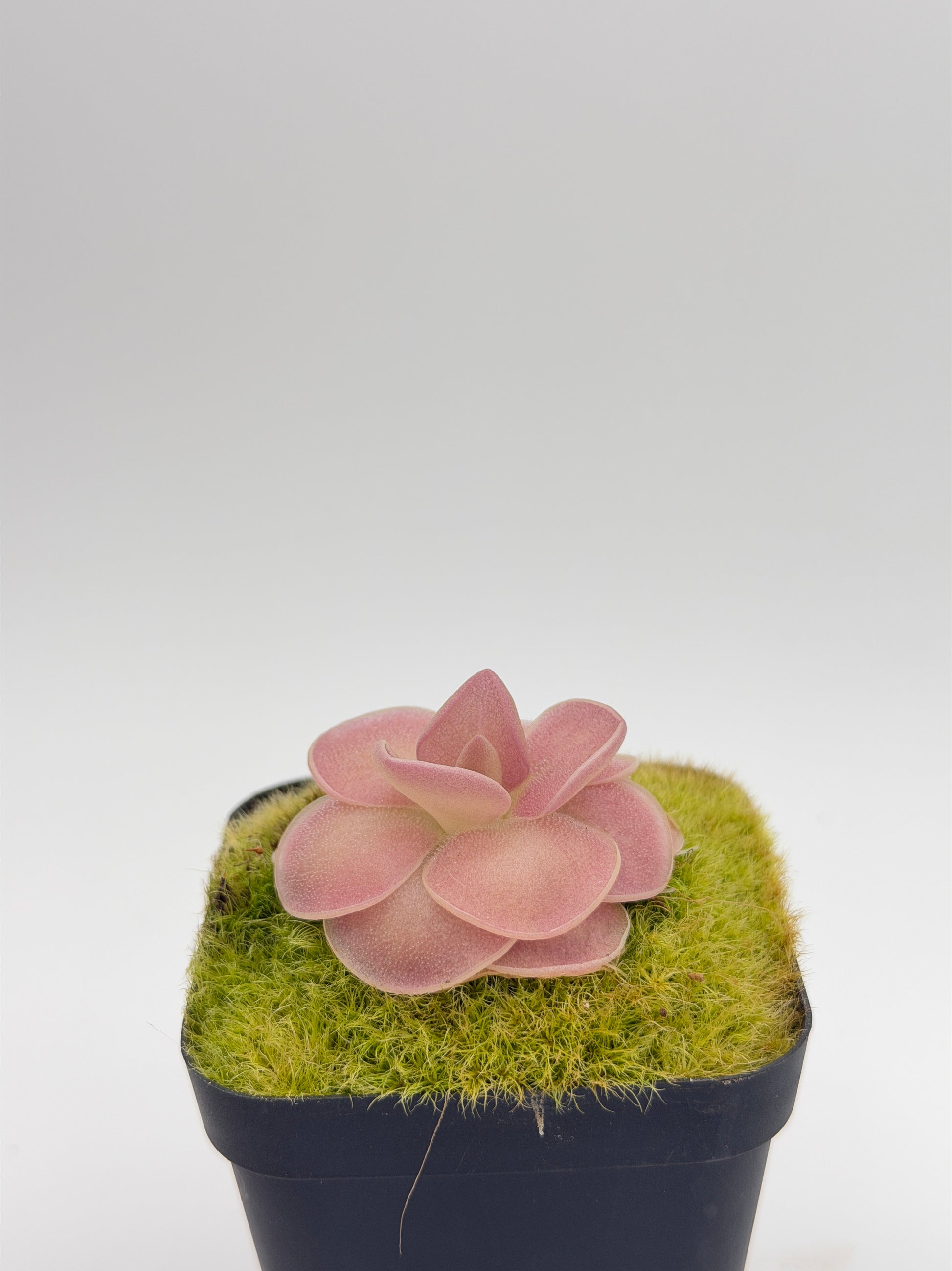 Pinguicula 'Weser' rosette, overhead view