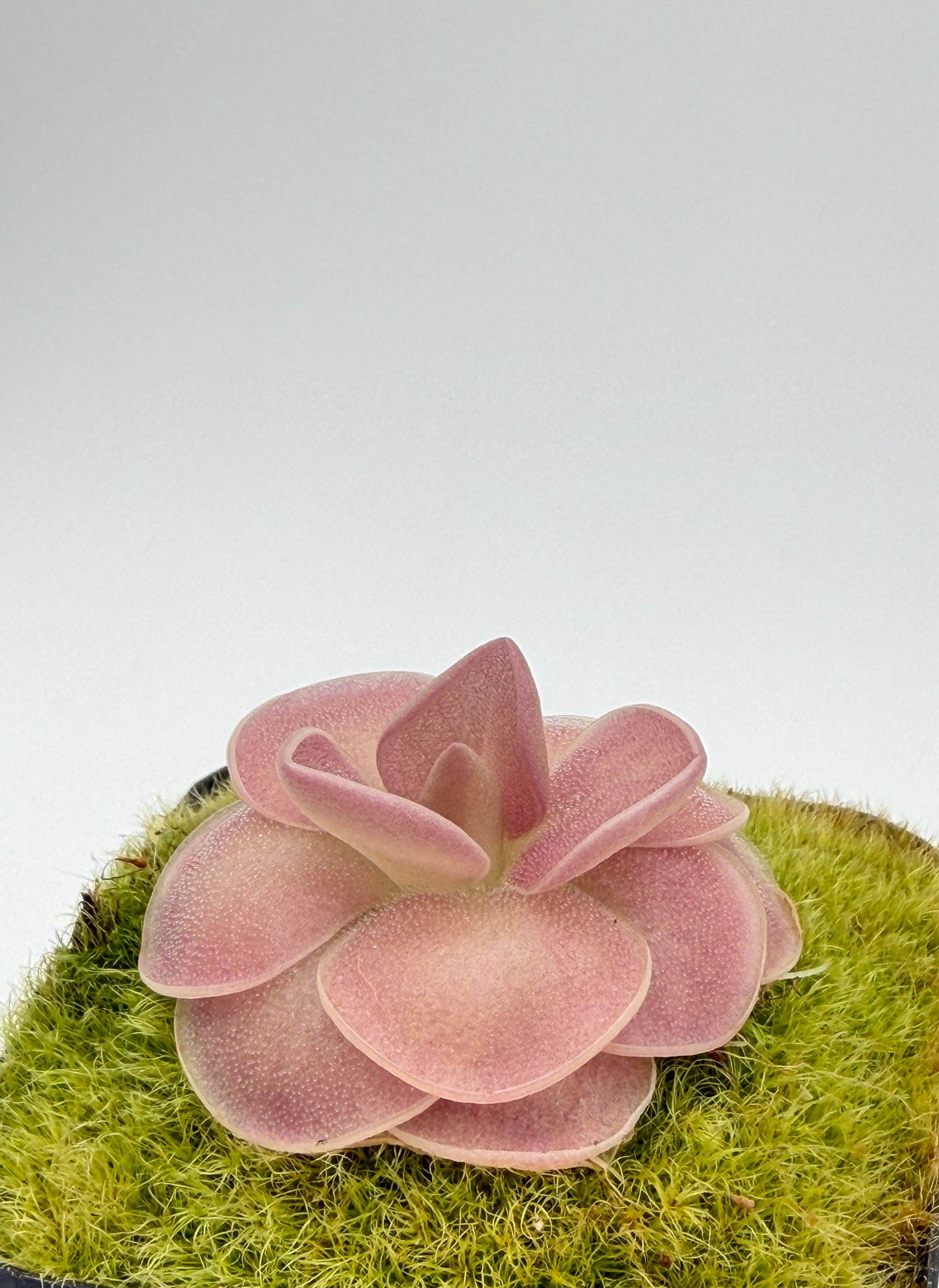Pinguicula 'Weser' rosette with pink-edged succulent leaves covered in dew
