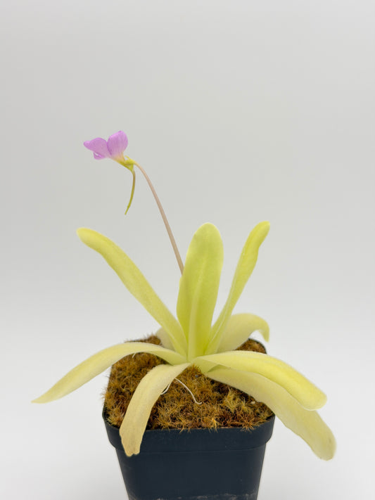 Pinguicula gigantea × moctezumae with a pink-lilac flower held above chartreuse strap leaves