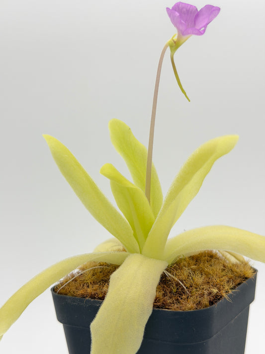 Pinguicula gigantea × moctezumae live plant with pink bloom, shipped from Arizona