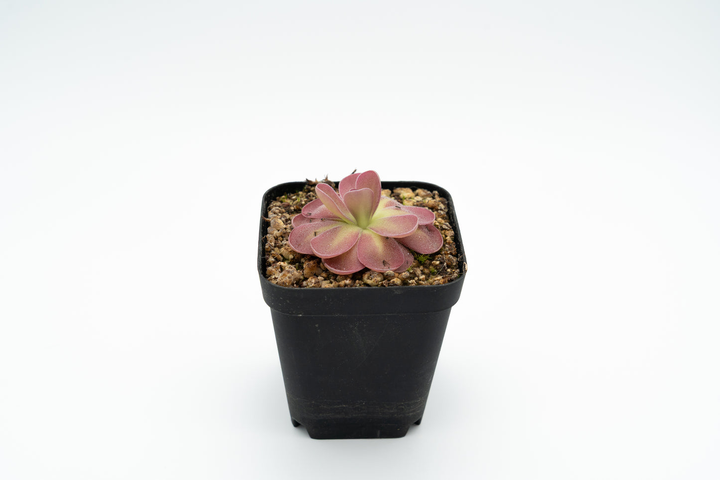 Pinguicula Johanna