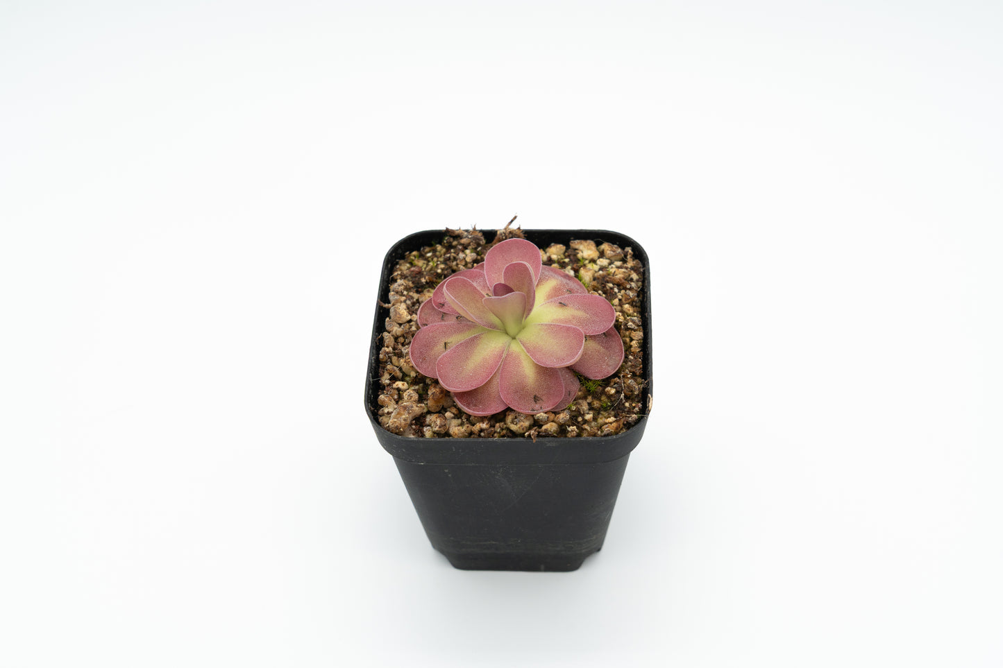Pinguicula Johanna