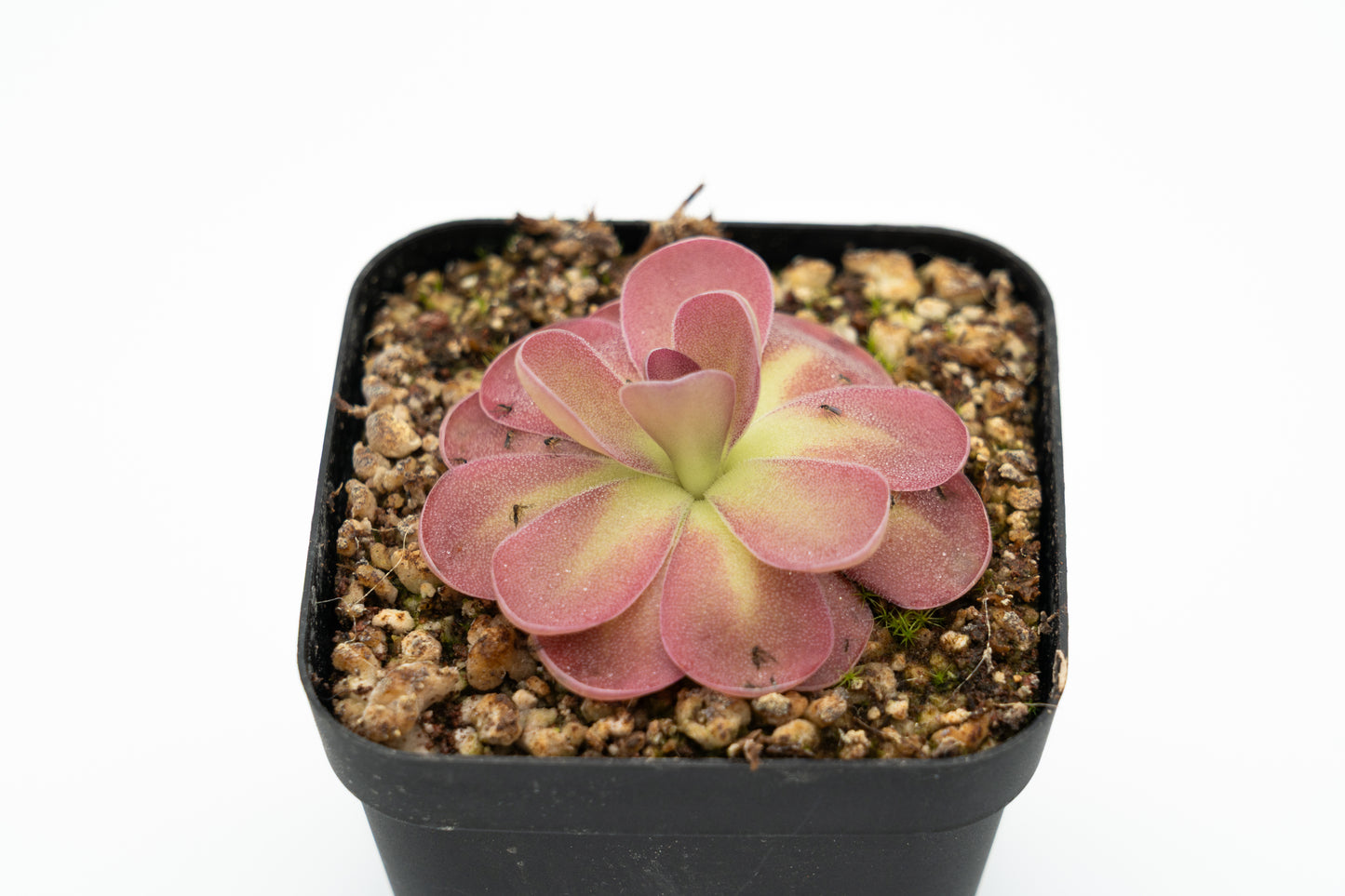Pinguicula Johanna
