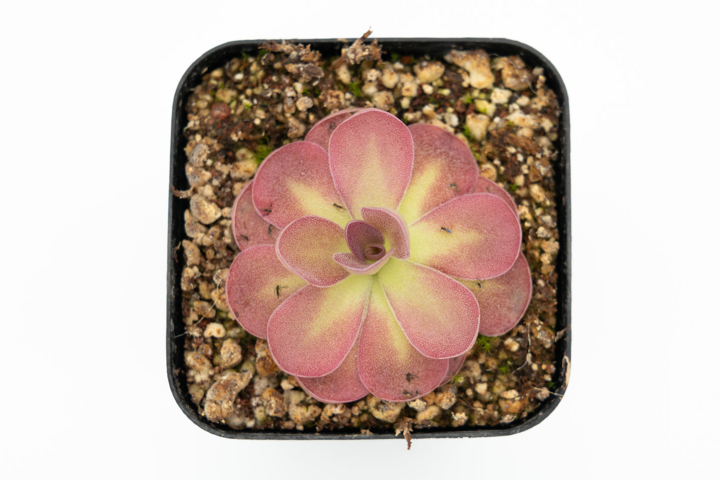 Pinguicula Johanna