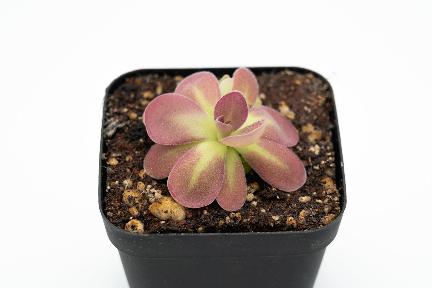 Pinguicula Johanna