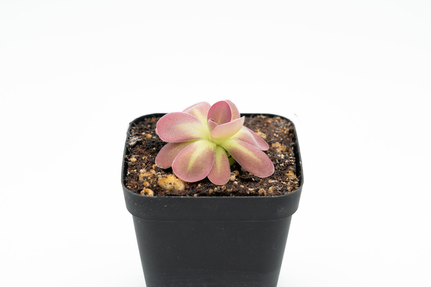 Pinguicula Johanna
