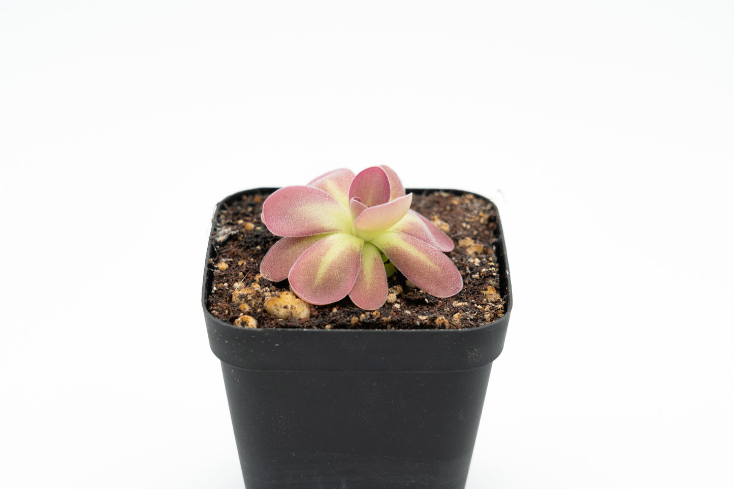 Pinguicula Johanna