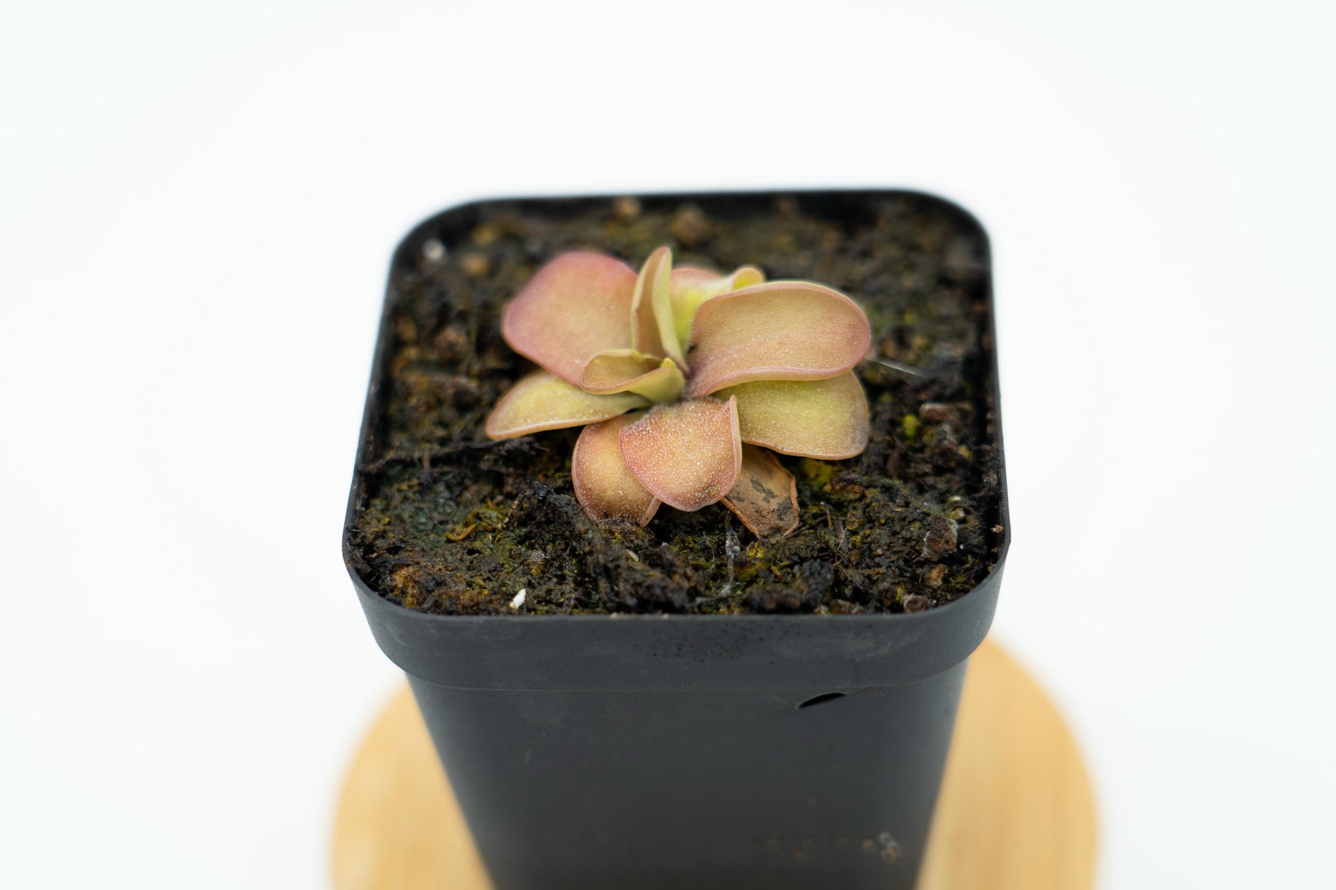 Pinguicula 'Sakurahime' juvenile plant