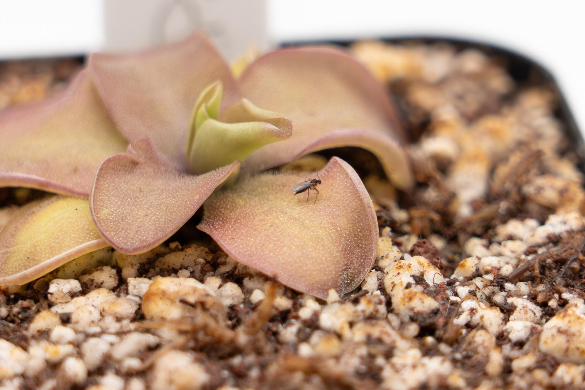 Pinguicula agnata × emarginata 'Sakurahime' in a nursery pot, overhead view