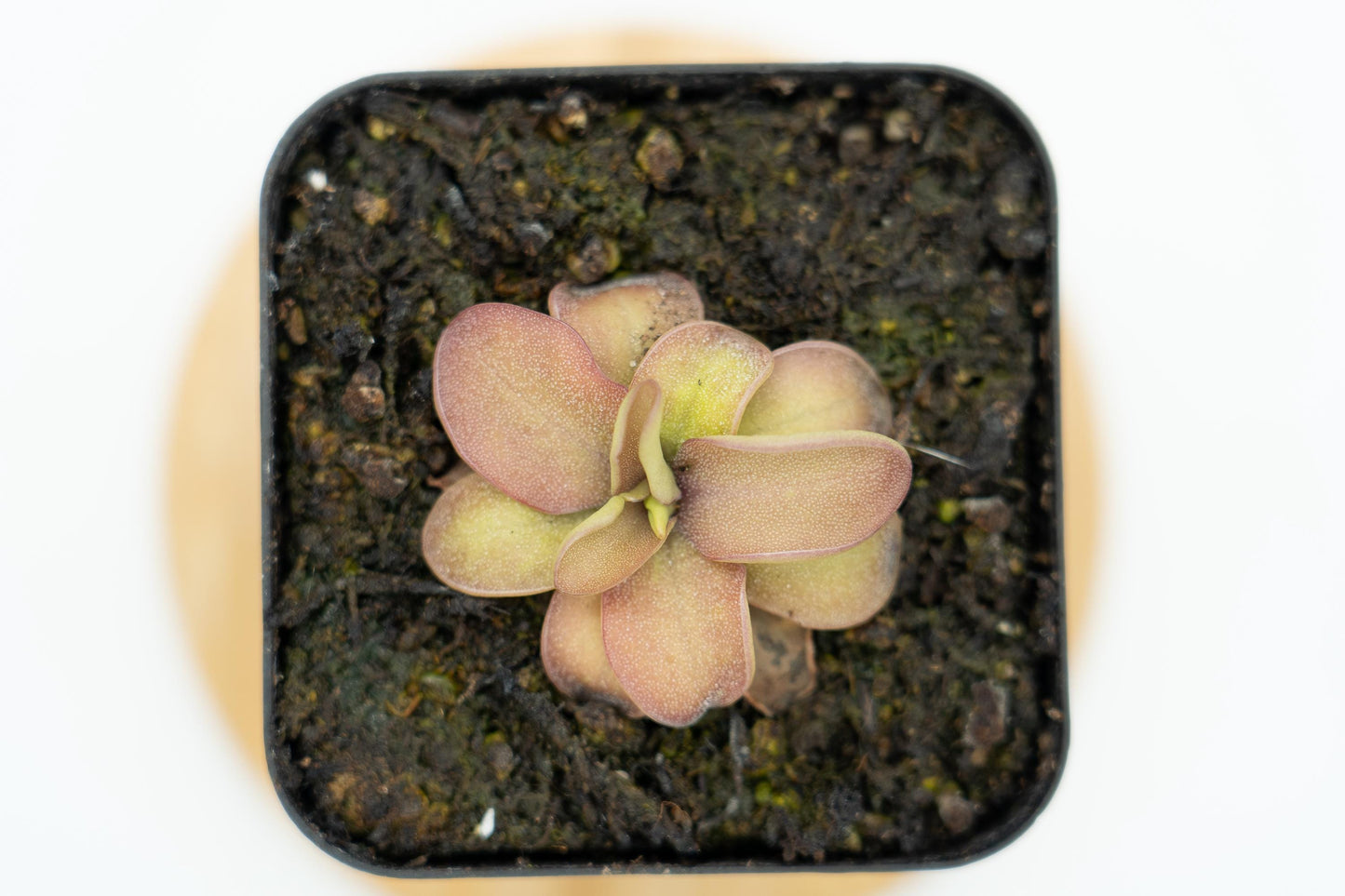 Pinguicula agnata × emarginata 'Sakurahime' rosette, overhead
