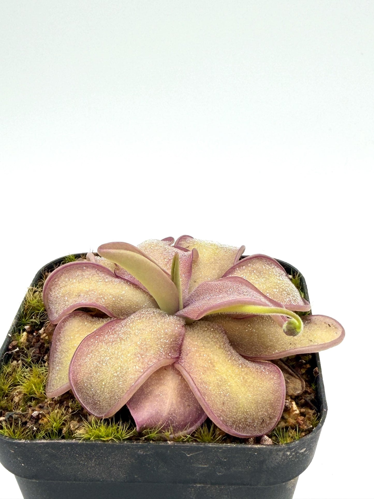 Pinguicula 'Sakurahime' flat rosette, overhead view