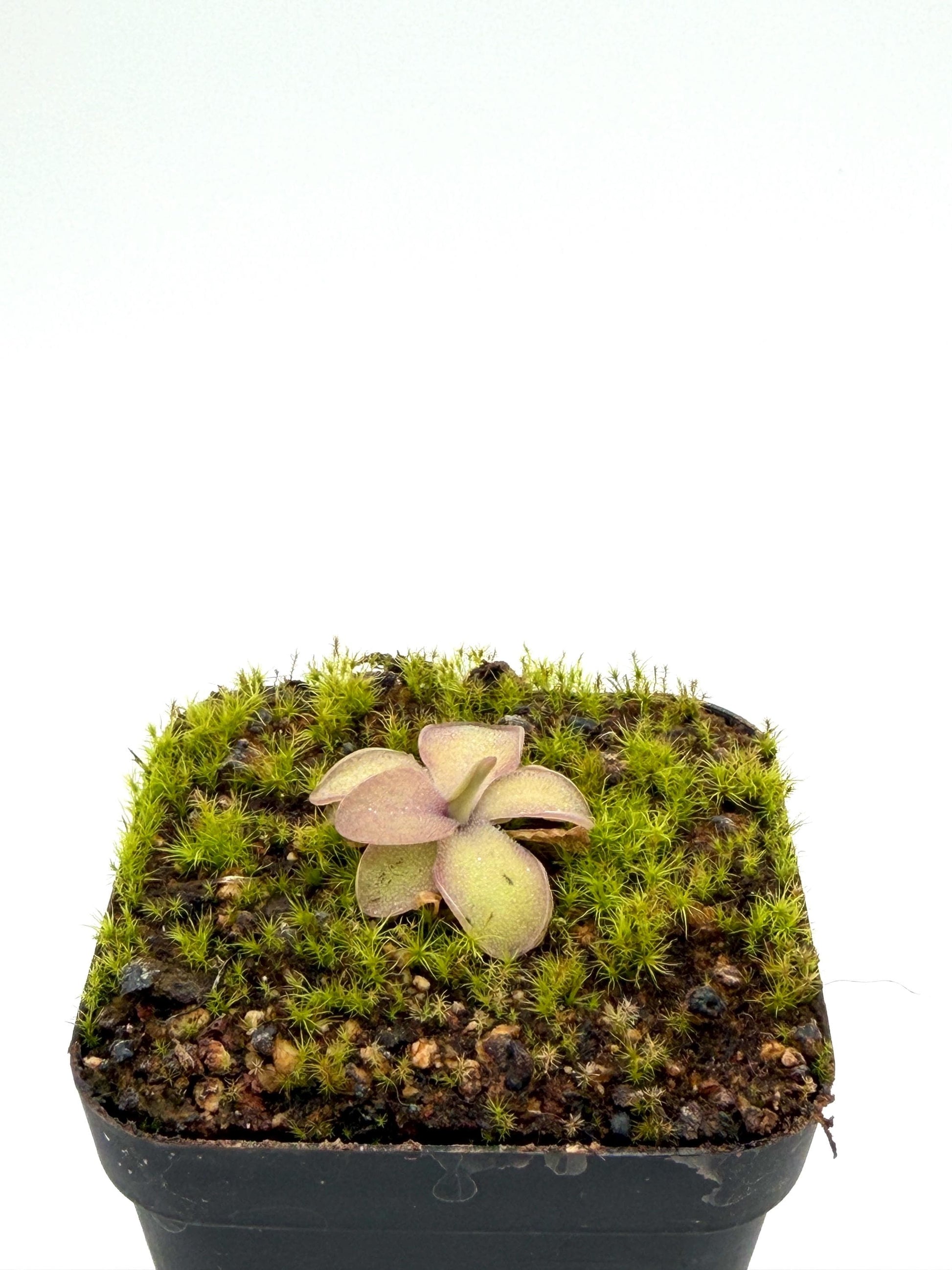 Pinguicula 'Sakurahime' plant in a nursery pot
