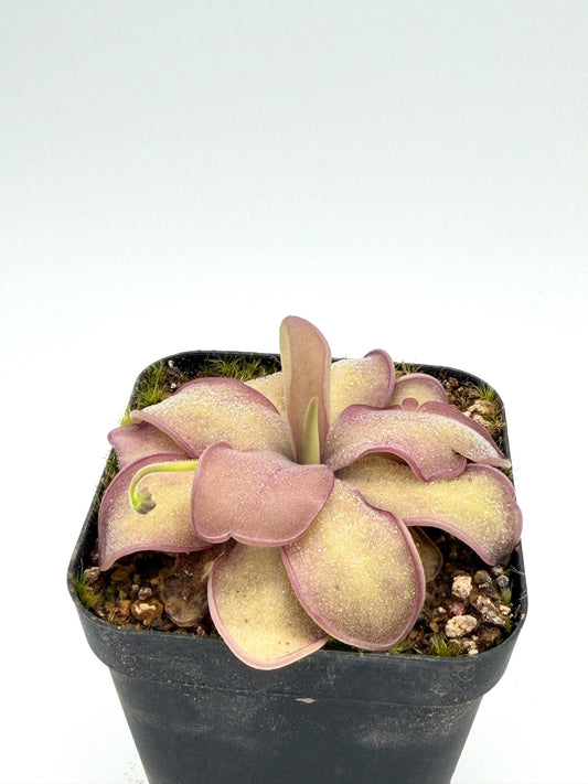 Pinguicula agnata × emarginata 'Sakurahime' rosette flushed pink under bright light