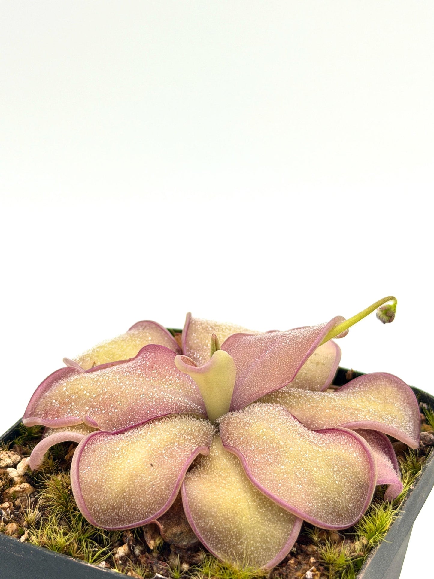 Pinguicula agnata × emarginata 'Sakurahime' grown at Canyon Exotics