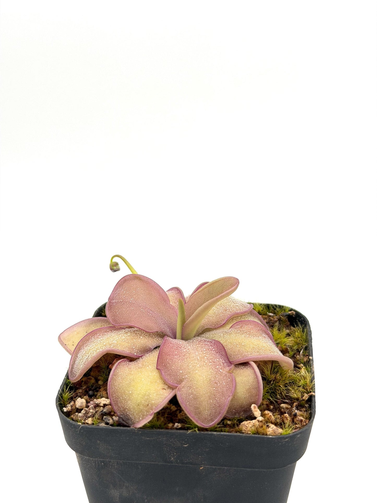 Pinguicula 'Sakurahime' showing curled leaf margins, close up