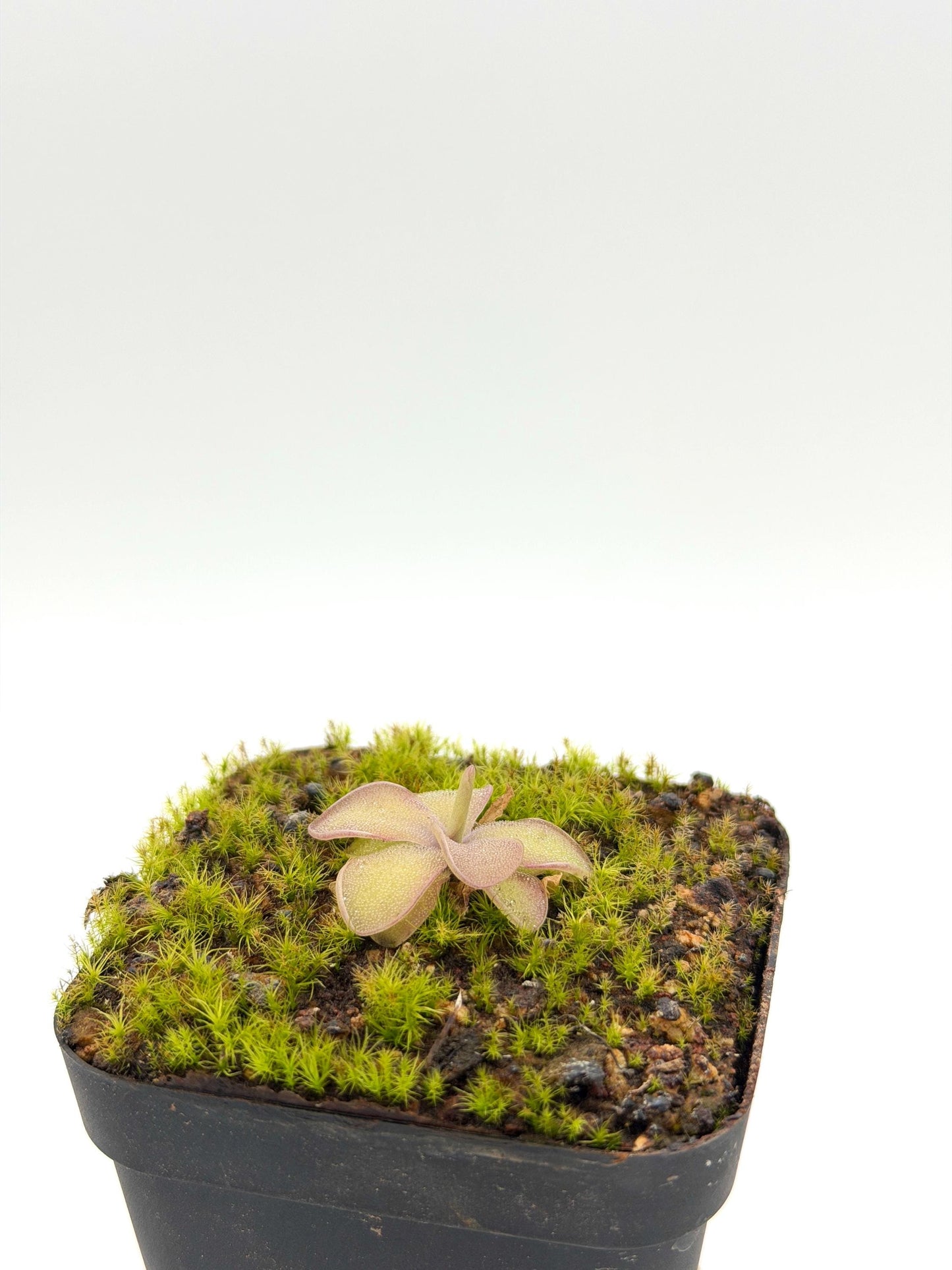 Pinguicula 'Sakurahime' rosette detail