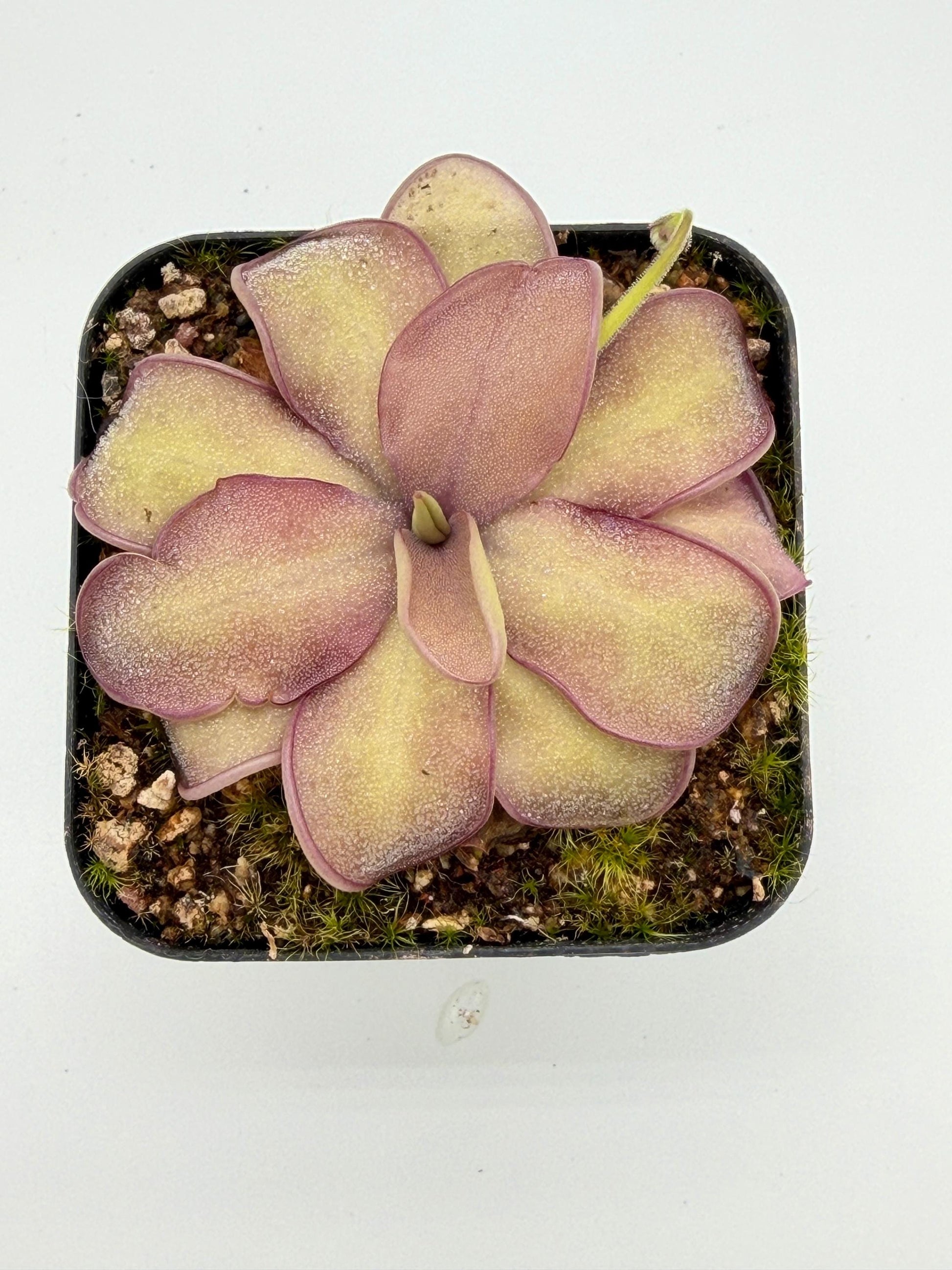 Pink-blushed obovate leaves of Pinguicula 'Sakurahime'