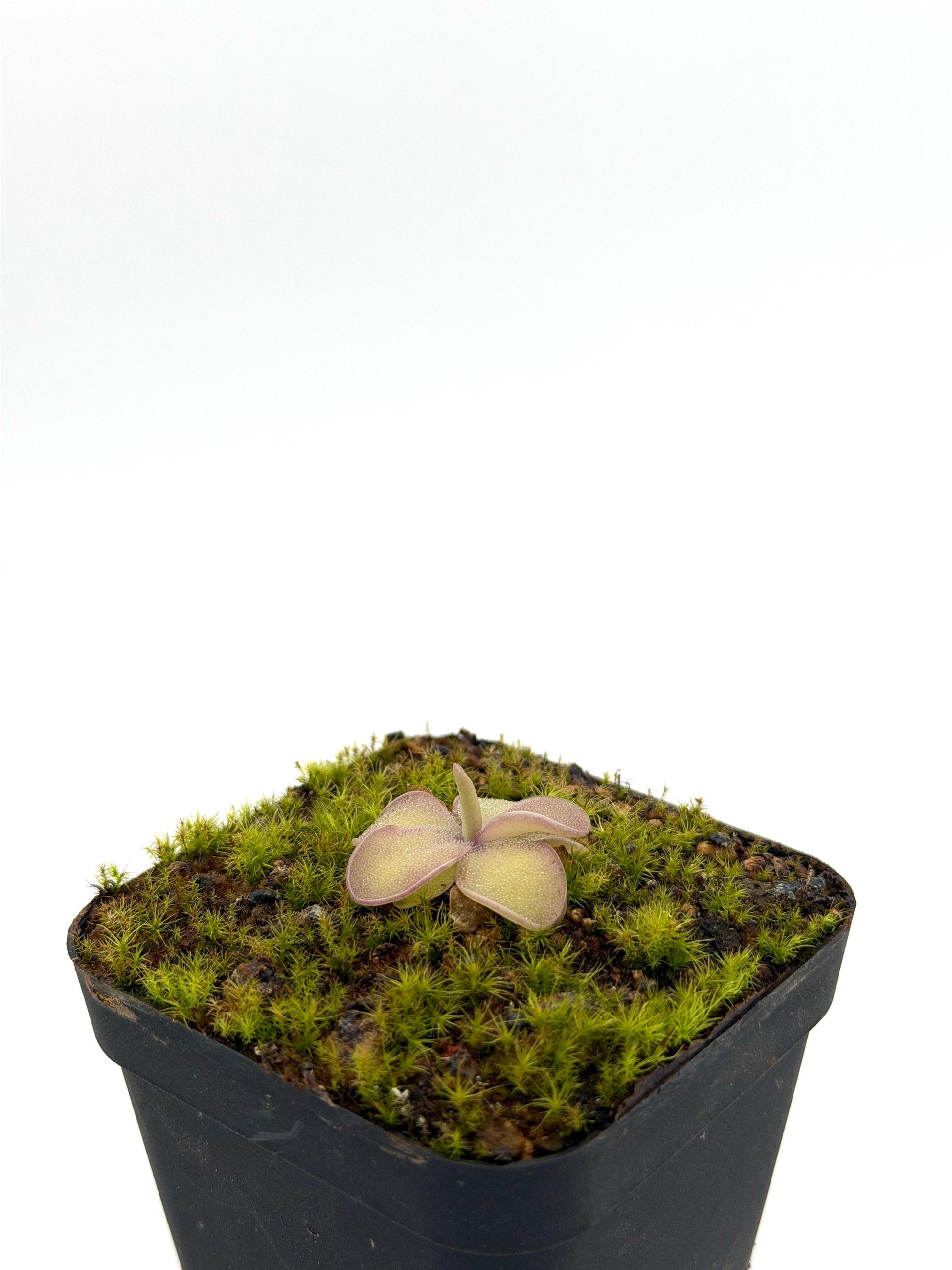 Pinguicula 'Sakurahime' showing pink foliage colour