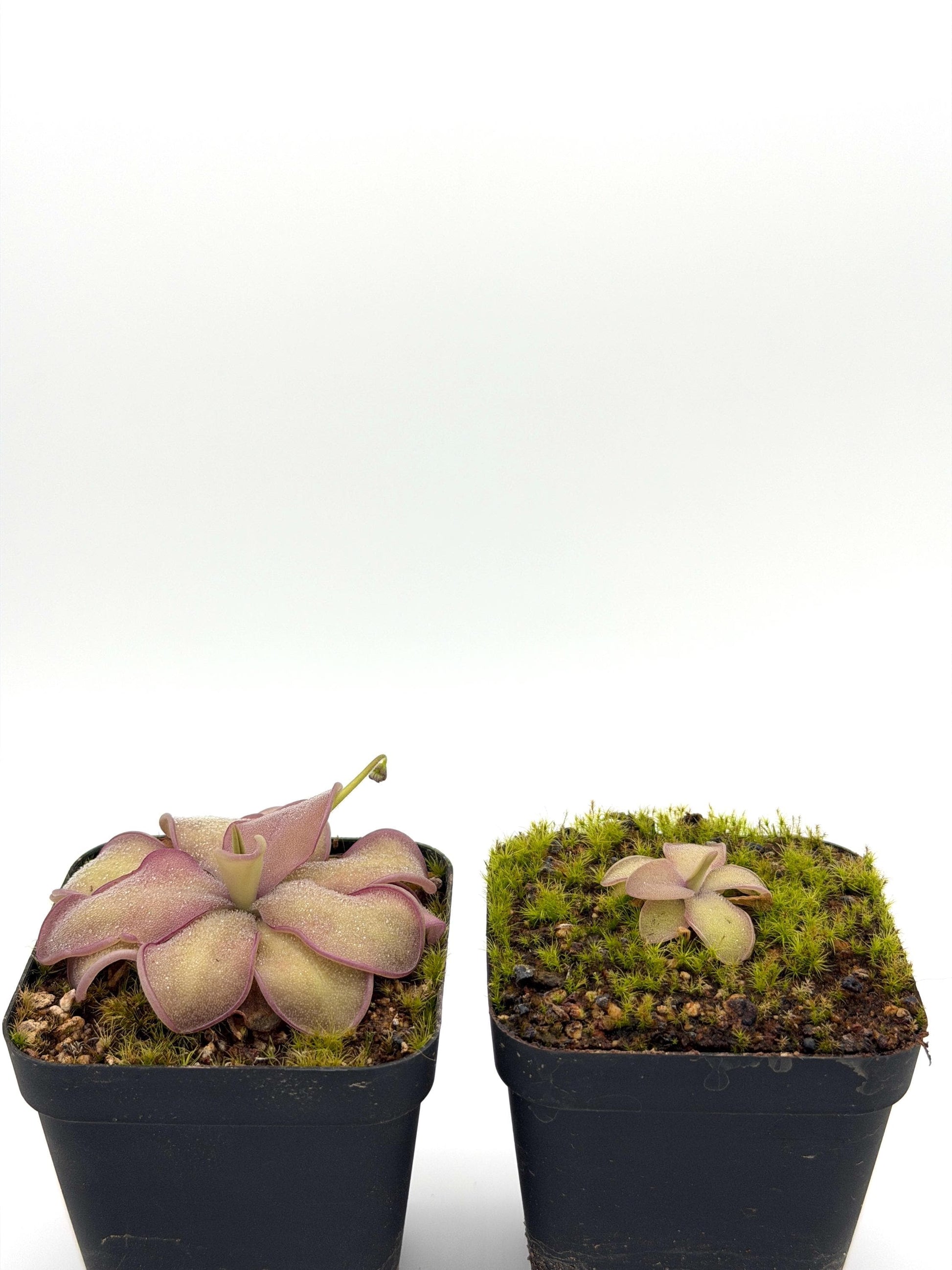 Close-up of dewy Pinguicula 'Sakurahime' leaves