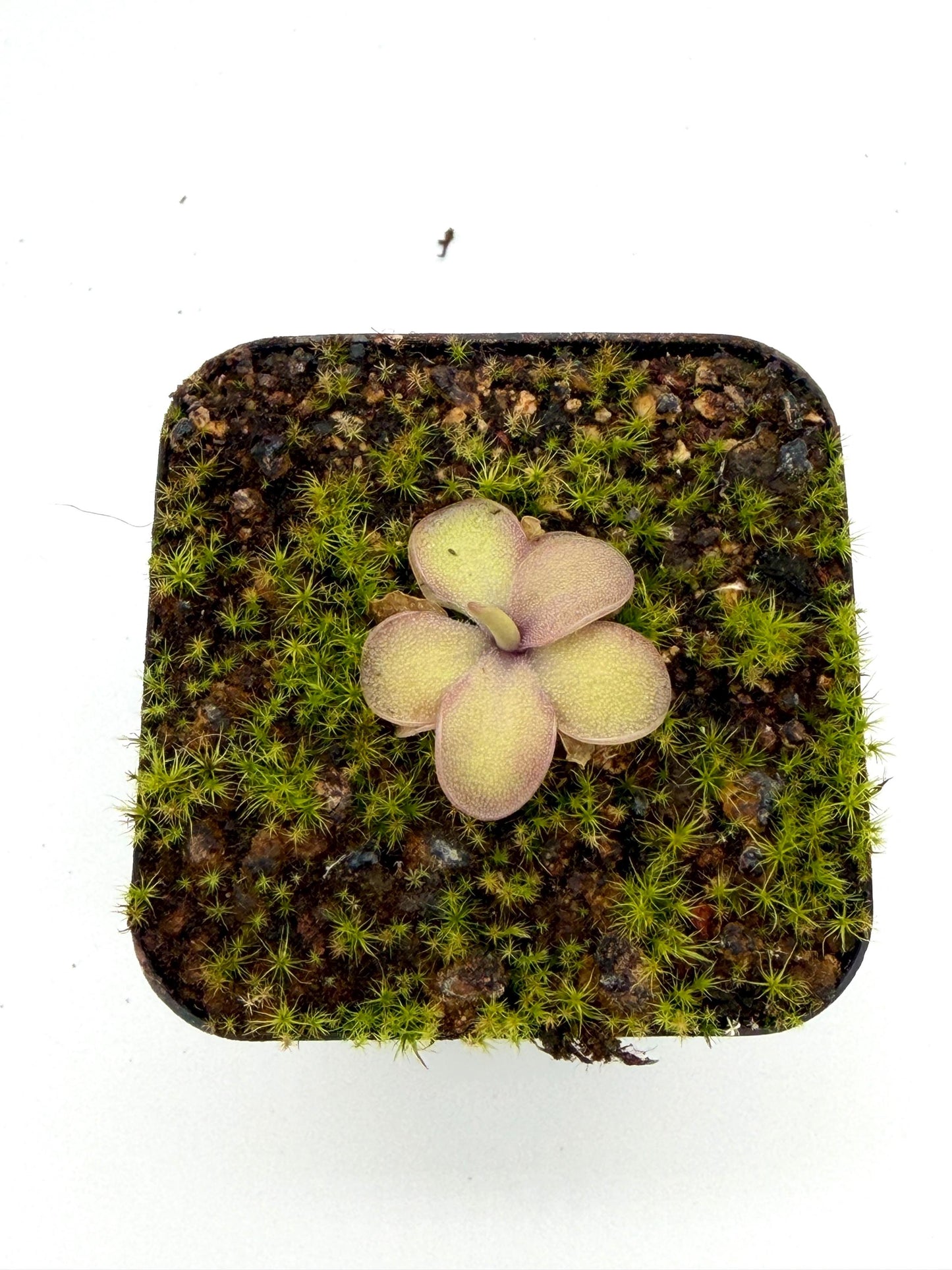 Pinguicula agnata × emarginata 'Sakurahime', side view