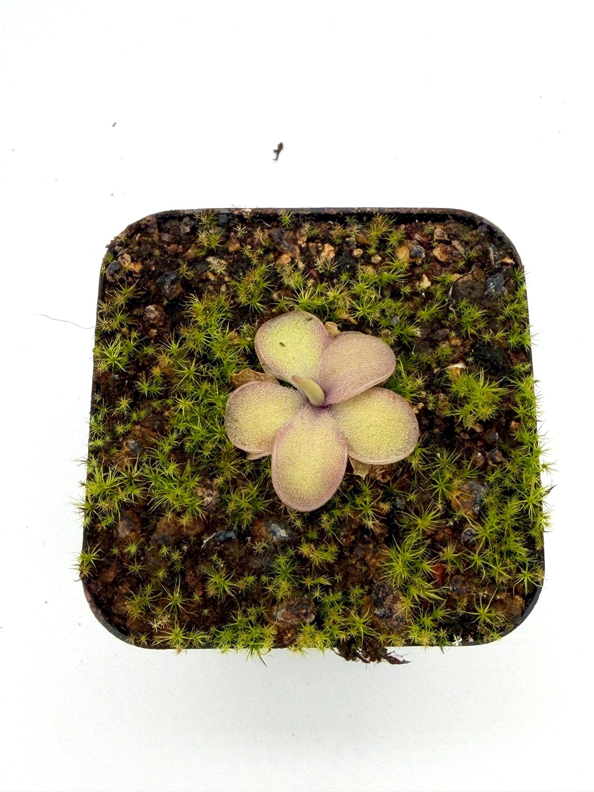 Pinguicula agnata × emarginata 'Sakurahime', side view